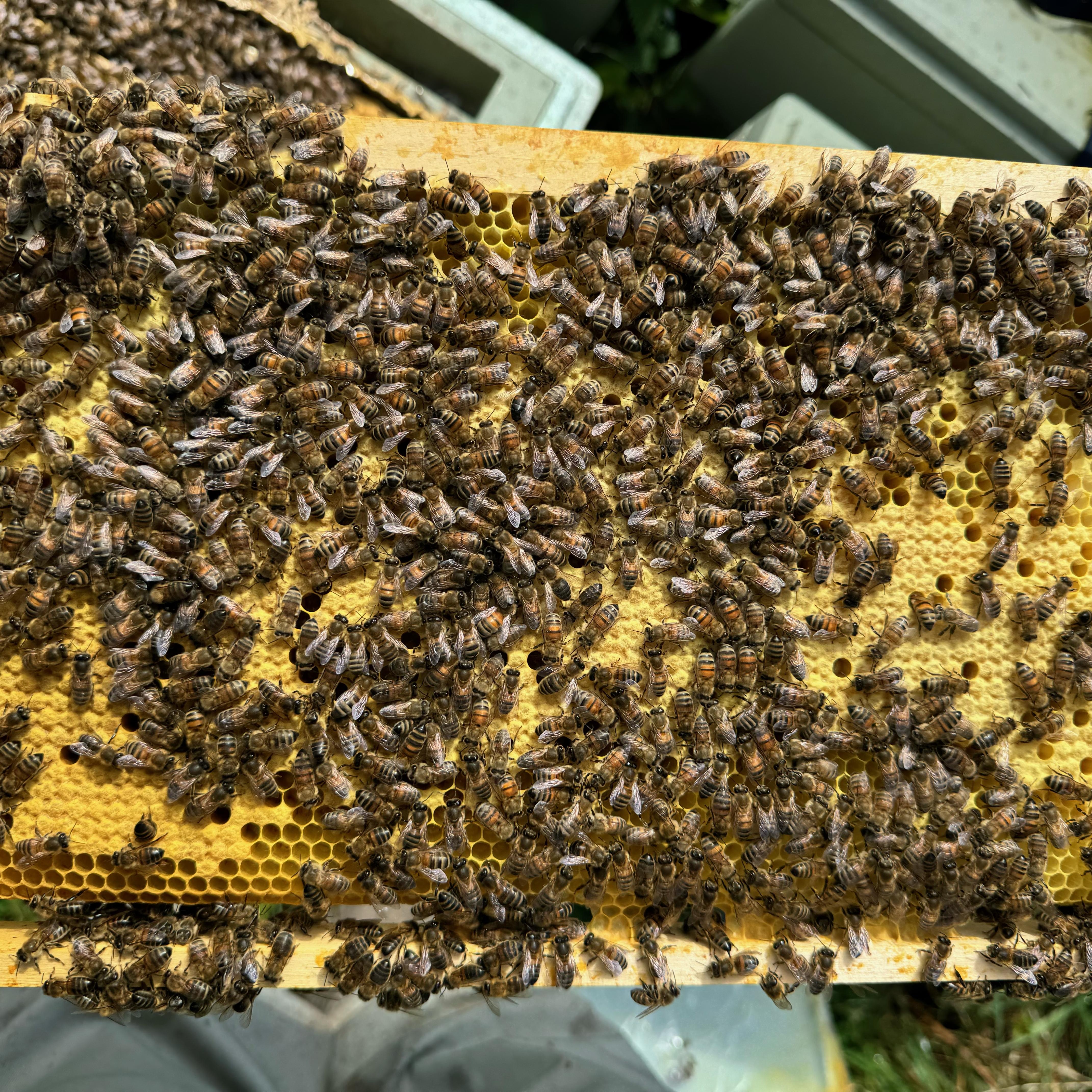 Introducing Overwintered Langstroth Nucs: A New Offering for 2025