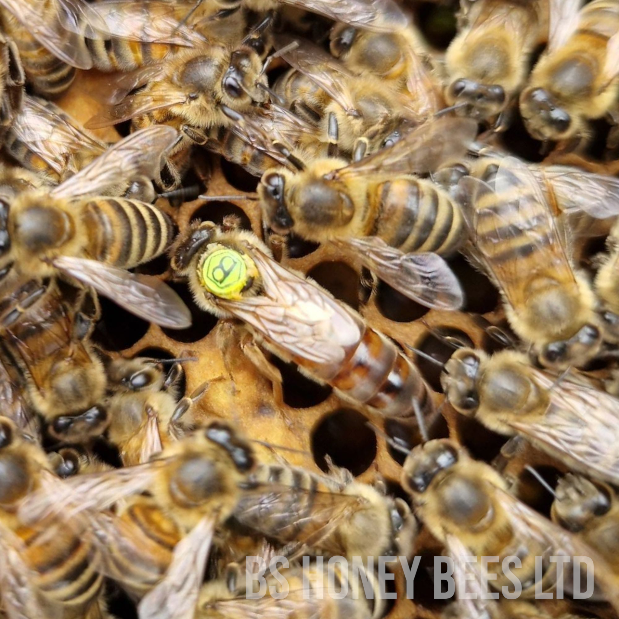 A close-up of a queen bee surrounded by worker bees, with a focus on the queen bee who has a green spot on her head.